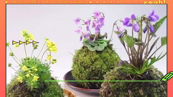 青苔盆景的养护之道（打造生机盎然的青苔盆景，只需掌握这些关键技巧）