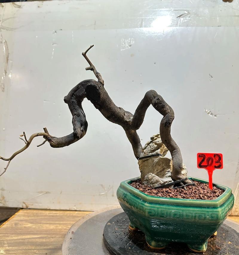 老鸦柿盆景的养护指南（掌握关键技巧，打造独特盆景艺术品）