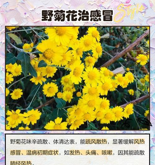 菊花的作用与用处（探寻菊花的多重功效与应用领域）