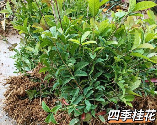 四季芬芳,桂花盛开(探寻桂花芬芳的四季之谜)