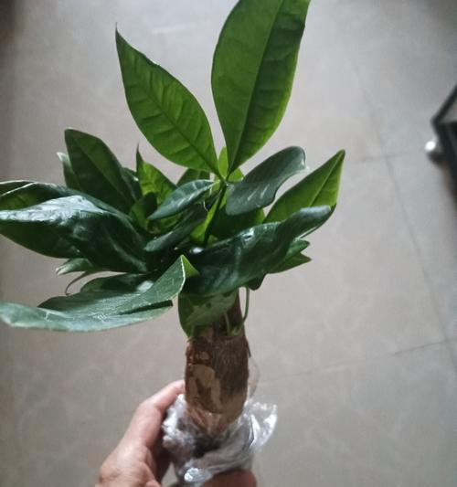 花盆养植发财树的方法（打造幸运财富角落，轻松招财进宝）