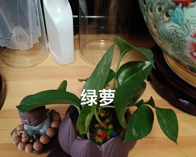 绿萝水培扦插根茎方法详解（绿萝水培扦插根茎的步骤和技巧）