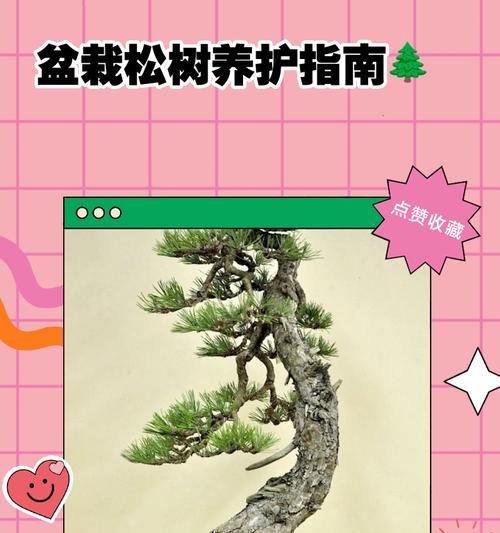 修剪松树盆景的艺术之道（打造枝叶繁茂、形态优美的松树盆景）