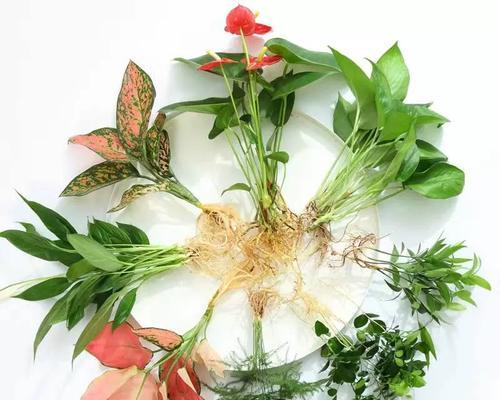 绿萝爆盆修复指南（如何挽救富贵竹烂根的方法）