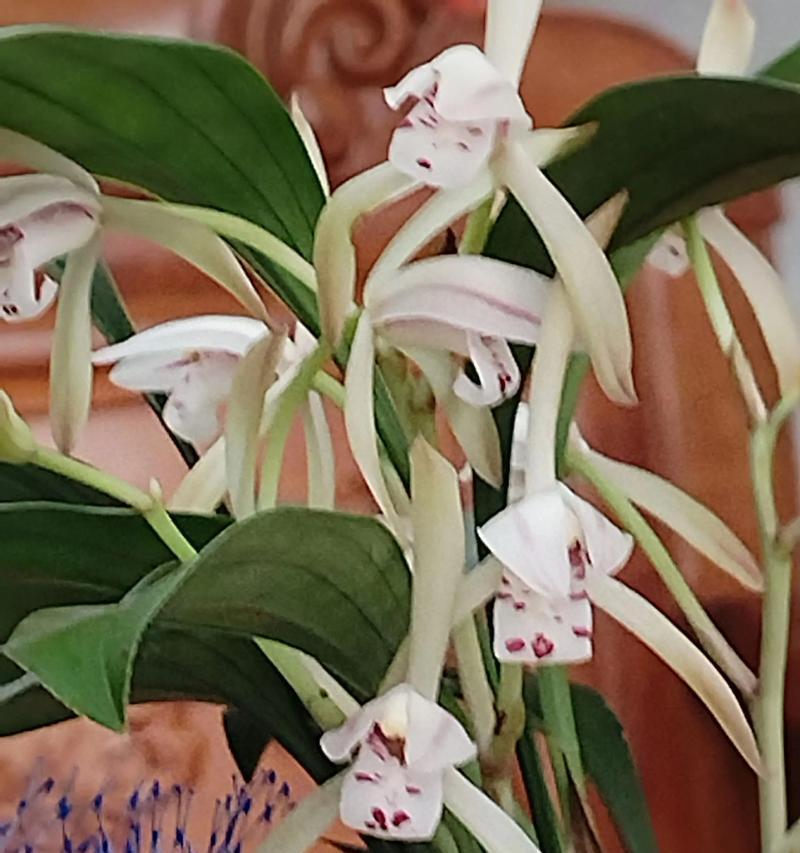 以兰花送人，送一盆合适吗？（探讨兰花作为礼物的适宜性及含义）