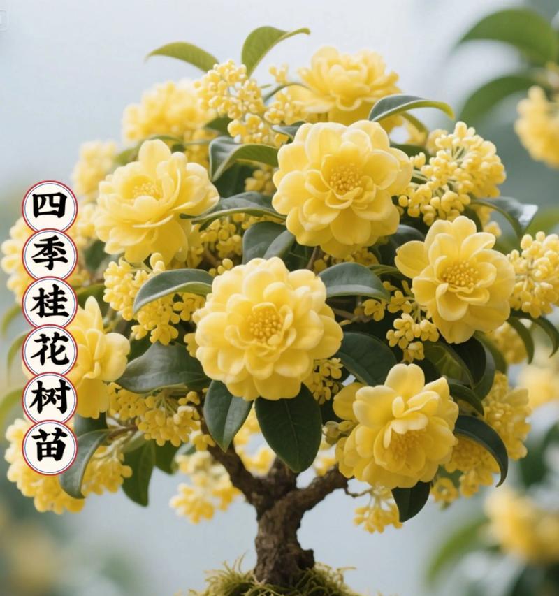 桂花的适合季节与栽种技巧(选择合适的季节,教您如何栽种桂花)