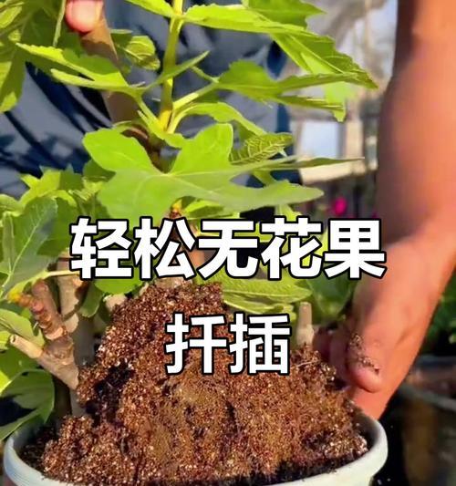无花果枝扦插方法详解（成功繁殖无花果的关键技巧及步骤）