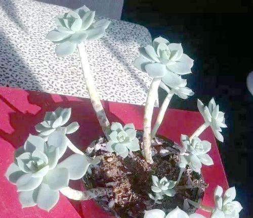 多肉植物宝石花的食用之道（美味可口的宝石花做法分享）