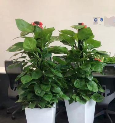 绿萝（绿萝为卧室带来的美好与好处）