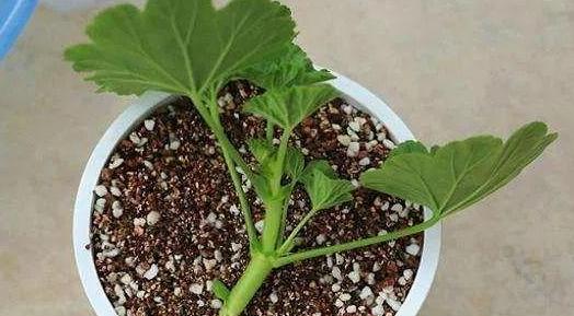 乒乓菊扦插的生根时间（了解乒乓菊扦插生根过程的关键要点）