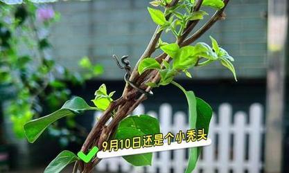 三角梅种植的最佳位置选择（室内三角梅的理想环境条件和生长要求）