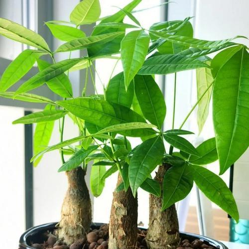 发财树的栽植方法（打造幸运财富之根，养护指南全揭秘！）