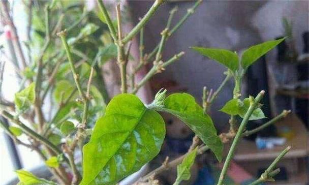 冬季茉莉花的修剪技巧（如何正确修剪冬季茉莉花保持健康？）