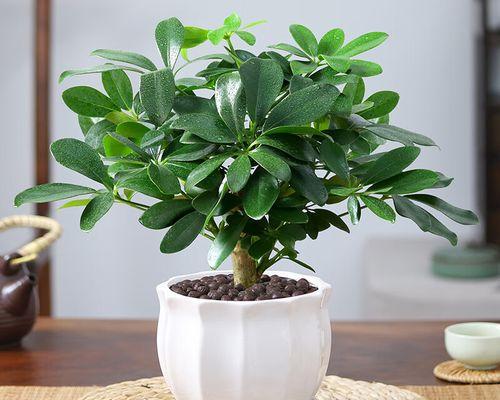 以鸭脚木施什么肥最好？（探寻鸭脚木最佳肥料）