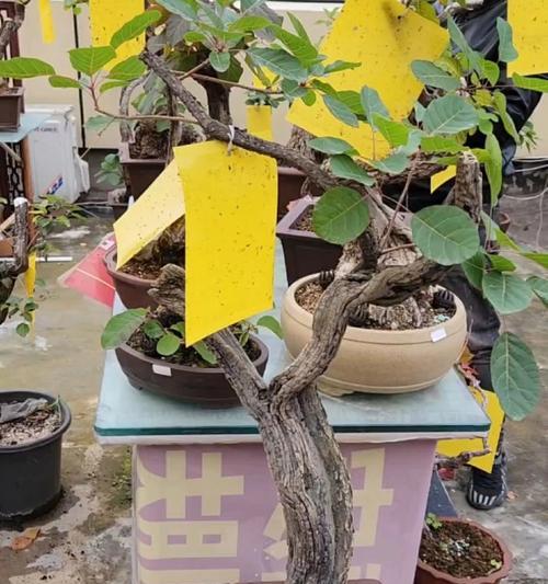 黄芦盆景养护秘籍（打造迷人盆景，享受自然之美）