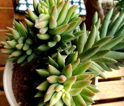 佛手多肉扦插繁殖的方法与技巧（掌握正确的扦插技巧，轻松繁殖佛手多肉）