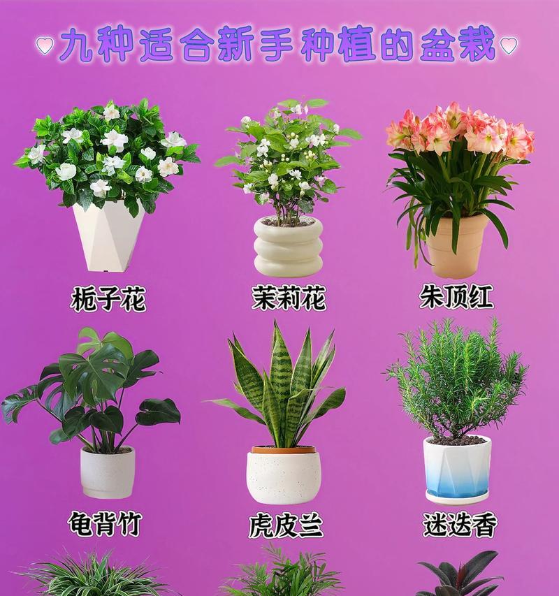 盆栽花卉的管理技巧（打造健康美丽的室内花园）