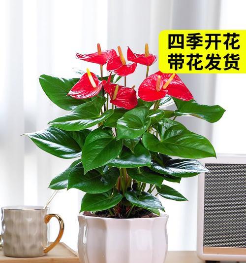 寻找红掌姊妹盆栽（发现与红掌相似的美丽盆栽世界）