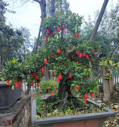 盆景艺术（展现盆景的无限想象力与艺术魅力）