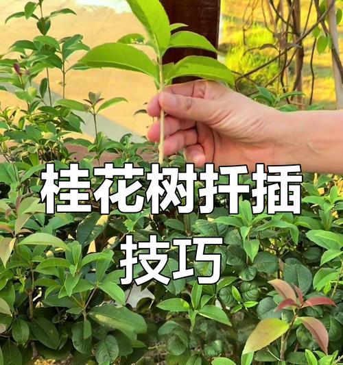 桂花扦插的时间和技巧（掌握正确的扦插时间，让桂花长势更好）