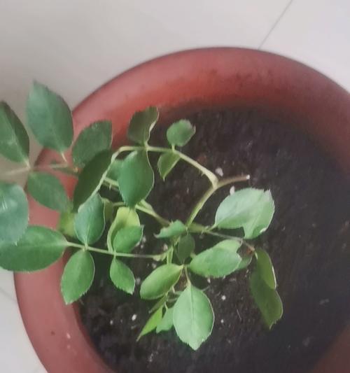 以欧月插扦方法繁育新芽的技巧与要点（欧月插扦法｜繁育新芽的科学秘诀）