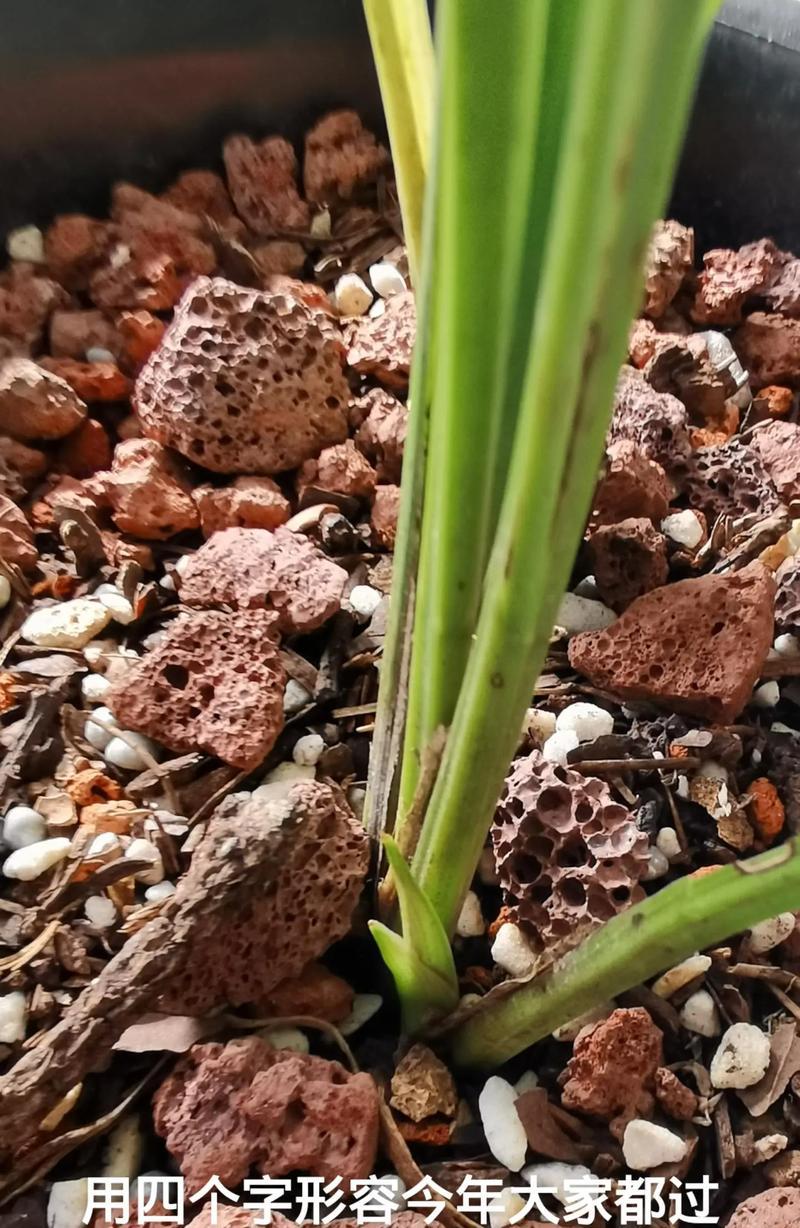 兰花（探寻兰花的妙处，领略自然之美）