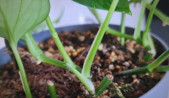 绿萝三天叶子蔫了，如何救活？（绿萝的叶子为何会突然蔫了？如何正确扦插并救活绿萝？）