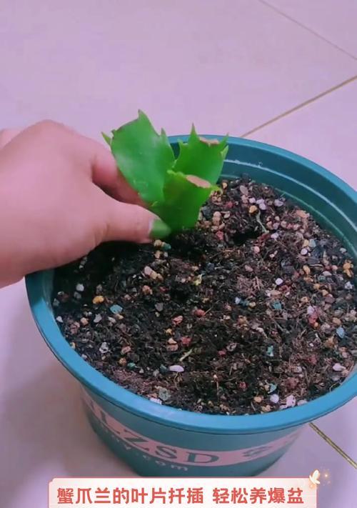 蟹爪兰的扦插技巧与方法（掌握正确的扦插技巧，让蟹爪兰早日生根发芽）