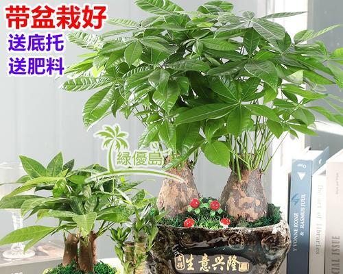 如何在一盆发财树中种植两棵？（探讨发财树的分株和嫁接技巧，提高室内植物的生长效果）