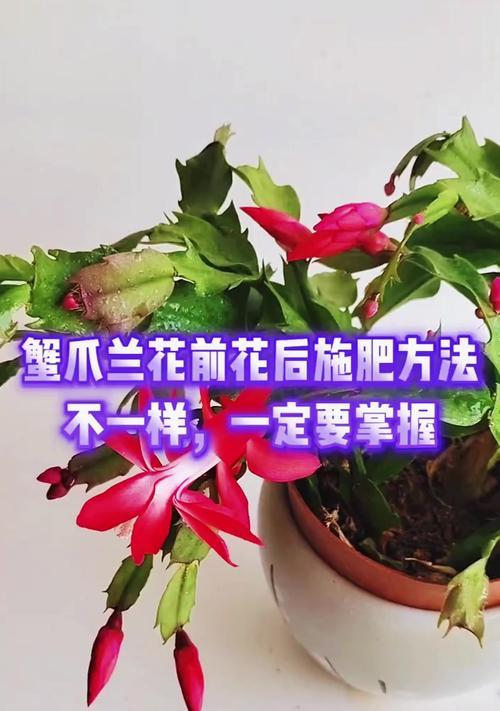 蟹爪兰土转水培方法指南（蟹爪兰的种植技巧和注意事项，打造美丽盆栽）