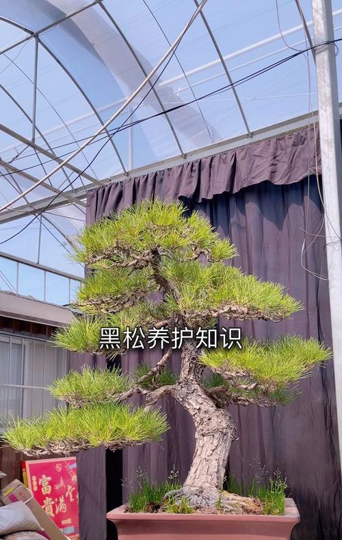 室内养黑松盆景的优势与技巧（打造绿色居家环境，享受自然美好）