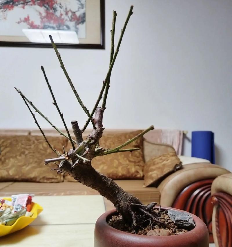 以梅花小棵苗为材料的盆景制作与修剪技巧（打造独特美丽的梅花盆景）