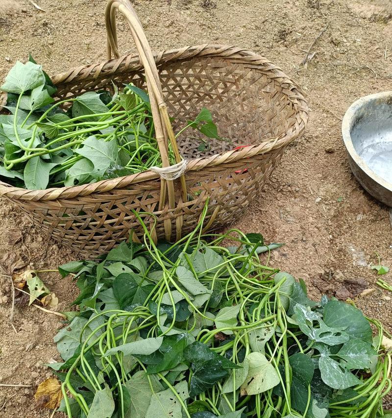 蕃薯种植的全程指南（掌握蕃薯种植的时间和方法，享受丰收的喜悦）