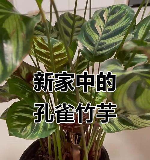 以孔雀竹芋径扦插为主题的育苗技巧（掌握孔雀竹芋径扦插的关键，打造美丽绿色家园）