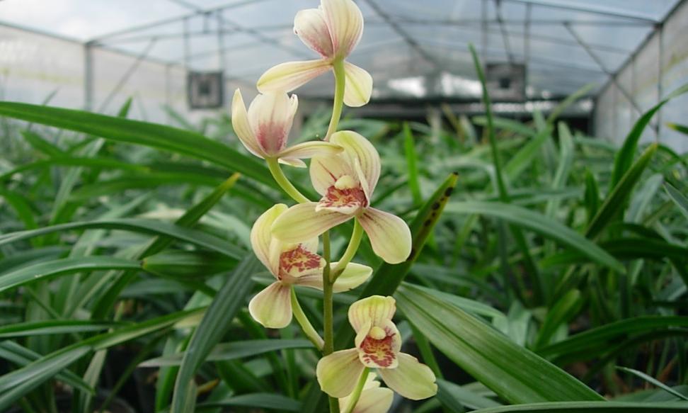 兰花的寿命之谜（探究兰花的生命周期及延长寿命的方法）