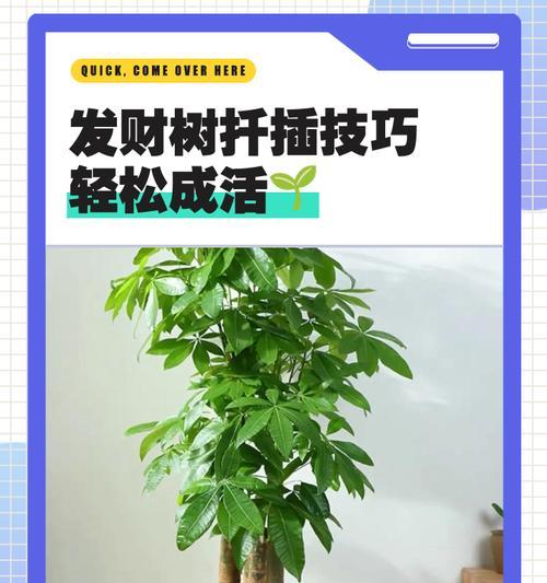 发财树土栽方法大揭秘（轻松掌握发财树的土壤选择和养护技巧）
