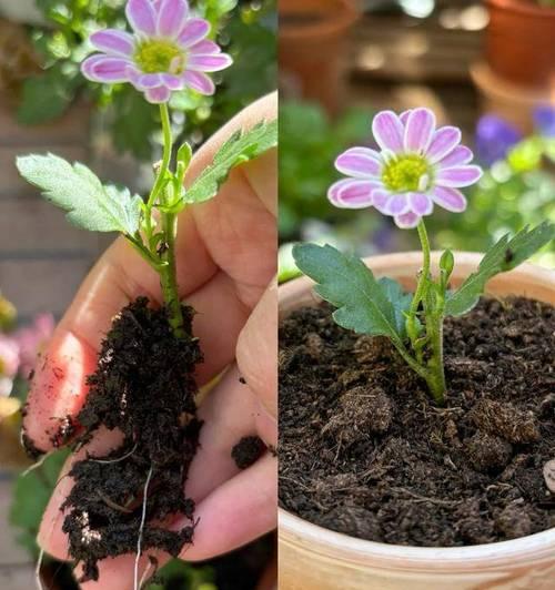 花树上生根繁殖方法大揭秘（掌握这一，让你的花树不断生长茂盛）