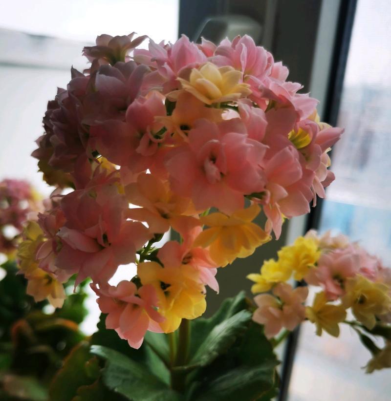 彩虹花养殖方法与技巧（打造多彩花海的关键）