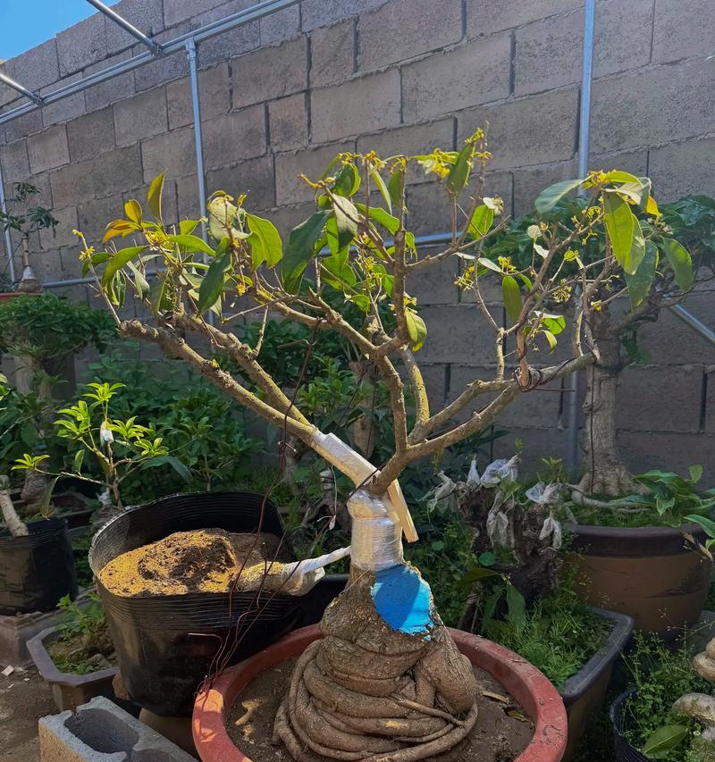 室内月桂养殖方法(打造枝繁叶茂的月桂香园)