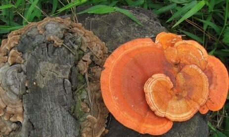 滴水观音的药用功效及副作用剖析（深入了解滴水观音）