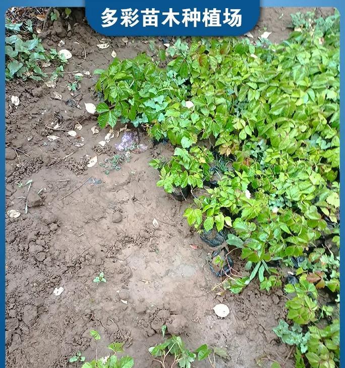 爬山虎种植指南(轻松掌握爬山虎种植技巧,打造绿意盎然的家园)