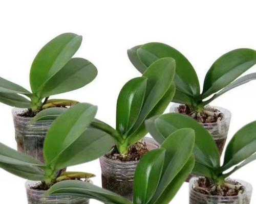 养护简单的室内盆景——打造舒适室内空间的秘密武器(打造绿色家园,欢乐与自然共舞)