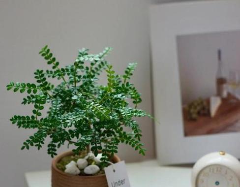 小香木养殖方法详解（培育小香木的基本步骤及注意事项）