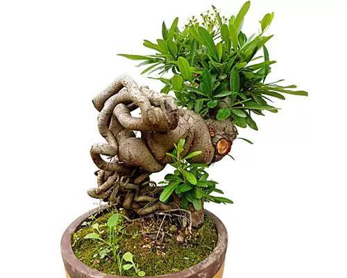 火棘小苗河北盆景花盆的魅力（探索河北盆景花盆中火棘小苗的美丽与独特）