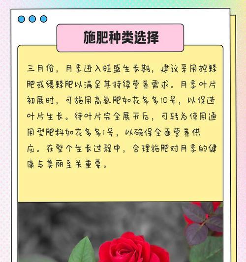 月季施磷酸二氢钾的有效方法与技巧（优质施肥助力月季健康成长）