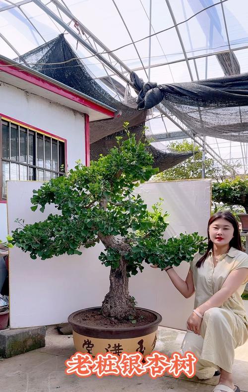 白果树盆景的种植与养护技巧（打造美丽室内盆景，白果树栽培全攻略）