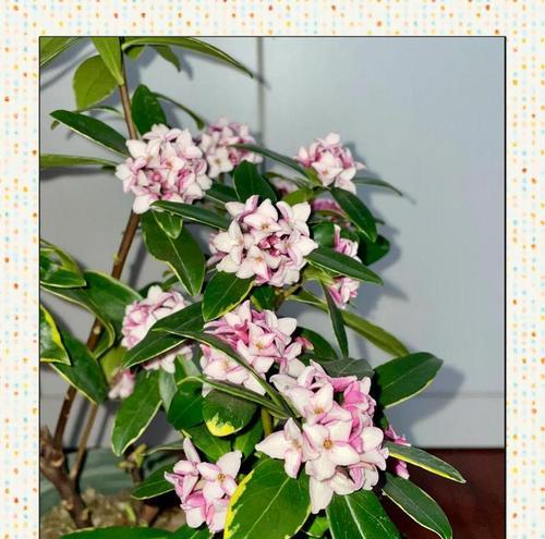 瑞香扦插的养护之道(选择适宜的环境,精心呵护,让瑞香茁壮成长)