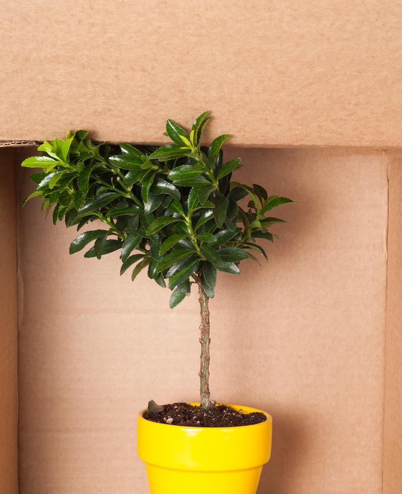 揭秘非洲茉莉扦插存活时间的秘密（非洲茉莉扦插存活关键和注意事项）