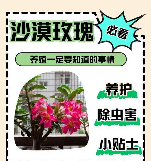 玫瑰花扦插的盖膜与否？（探讨玫瑰花扦插时是否需要盖膜的必要性）