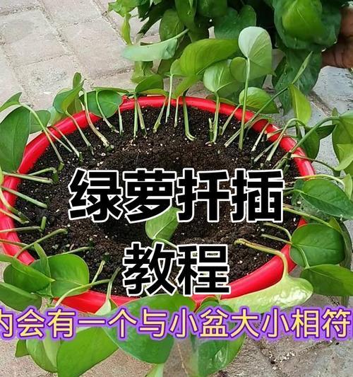 绿萝扦插技巧揭秘(水大叶子小,绿萝扦插如此简单!)